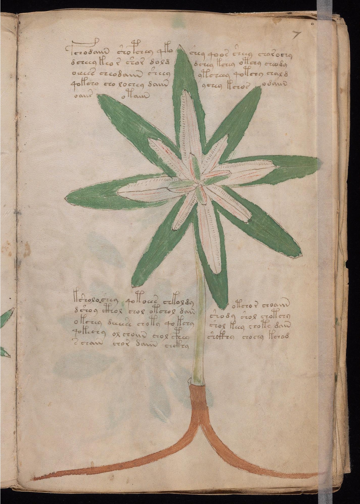 Original manuscript of Folio 7r